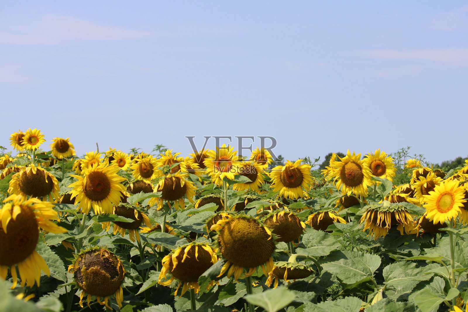 向日葵照片摄影图片