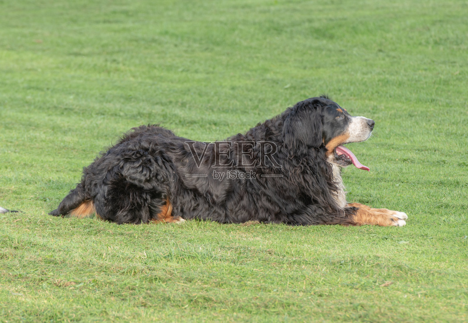 伯尔尼山犬躺在草地上的肖像照片摄影图片