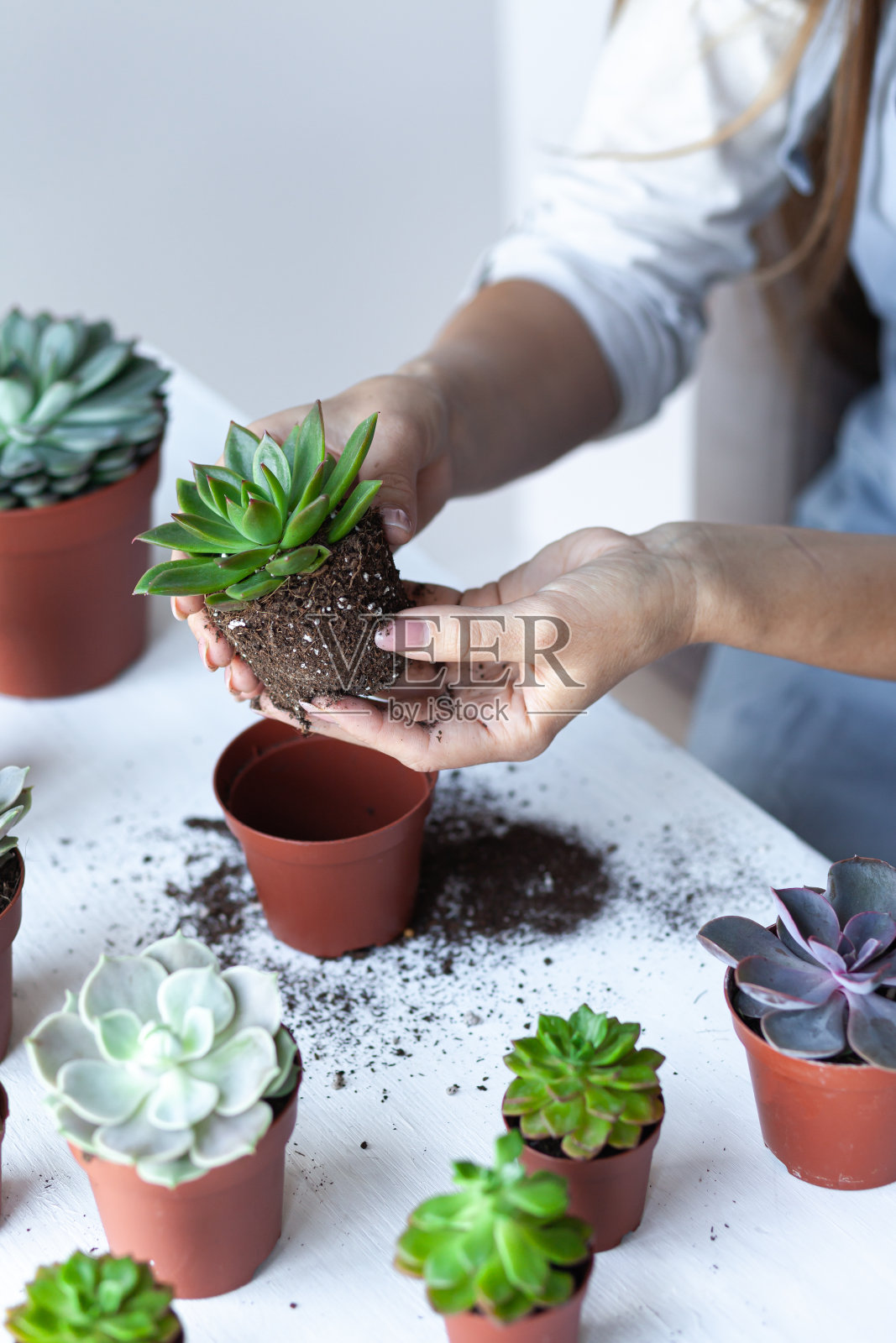 小女孩正在种植绿色的多肉植物。家庭园艺的概念,室内植物,爱好,休闲。DIY花园,手工自然馈赠。白色背景,特写。照片摄影图片