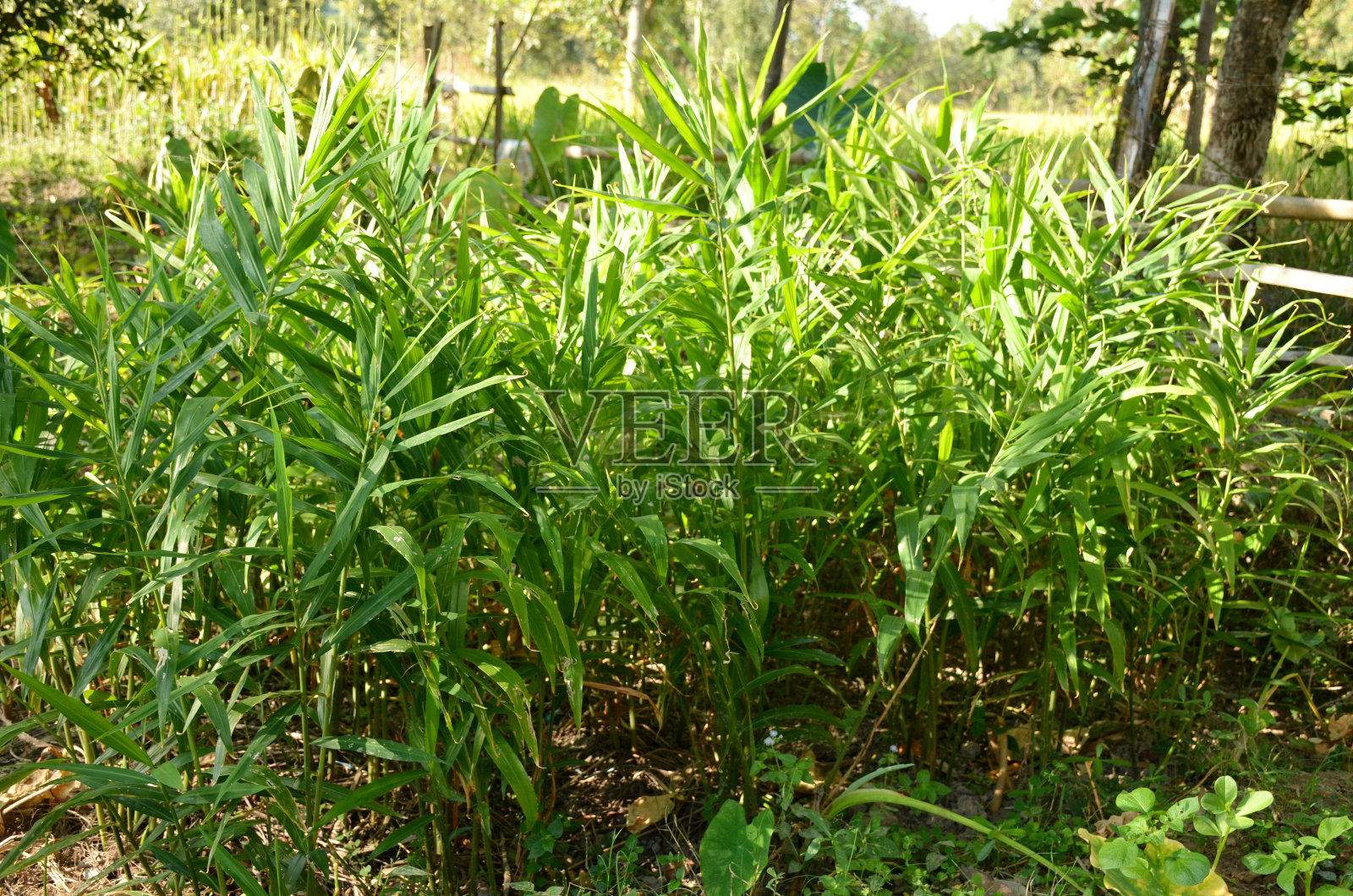 把花园里成熟的绿色姜苗串起来。照片摄影图片