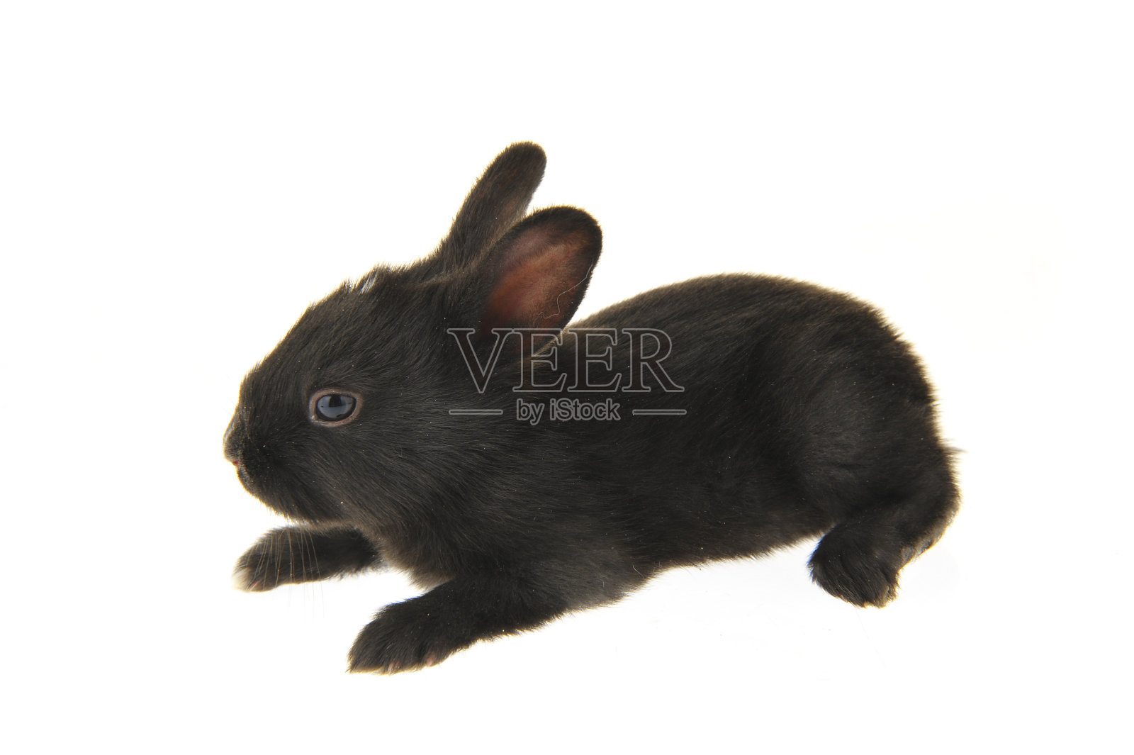 白色背景下的兔子照片摄影图片