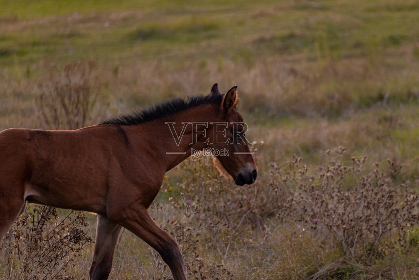 草地上的马照片摄影图片