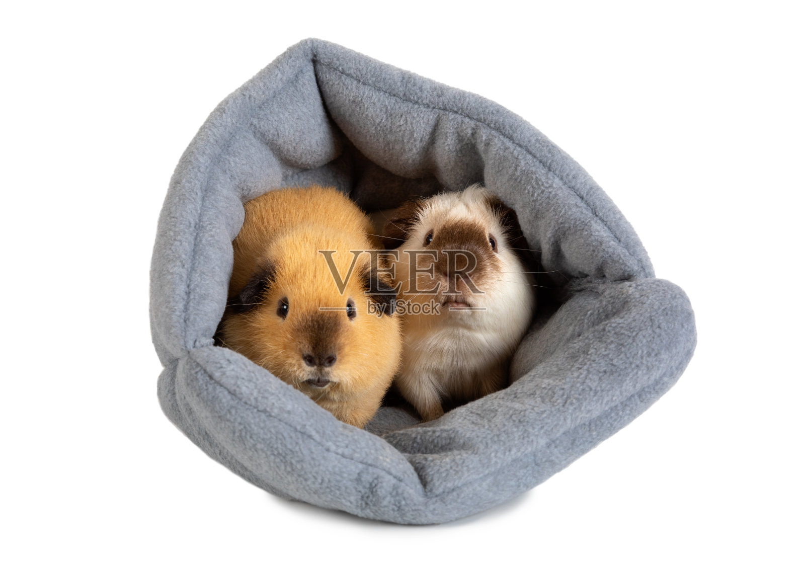 国内豚鼠照片摄影图片