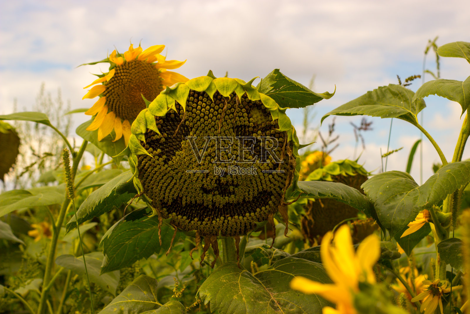 向日葵的脸和云彩被阳光照亮照片摄影图片