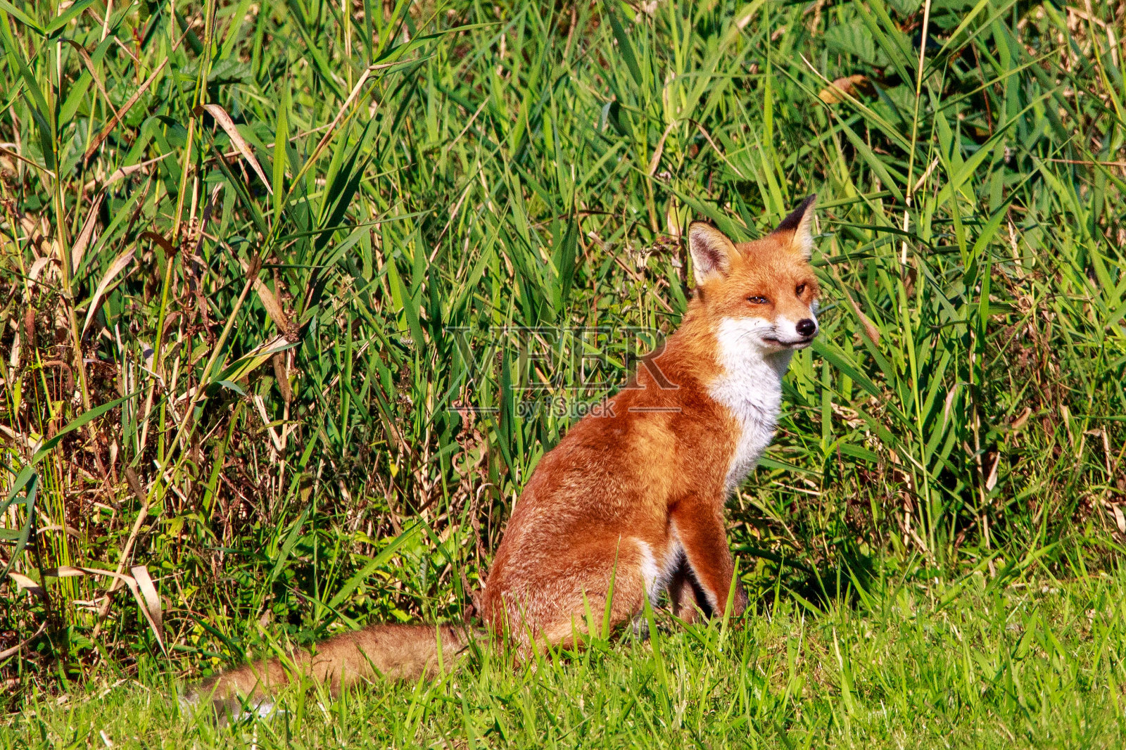红狐狸照片摄影图片