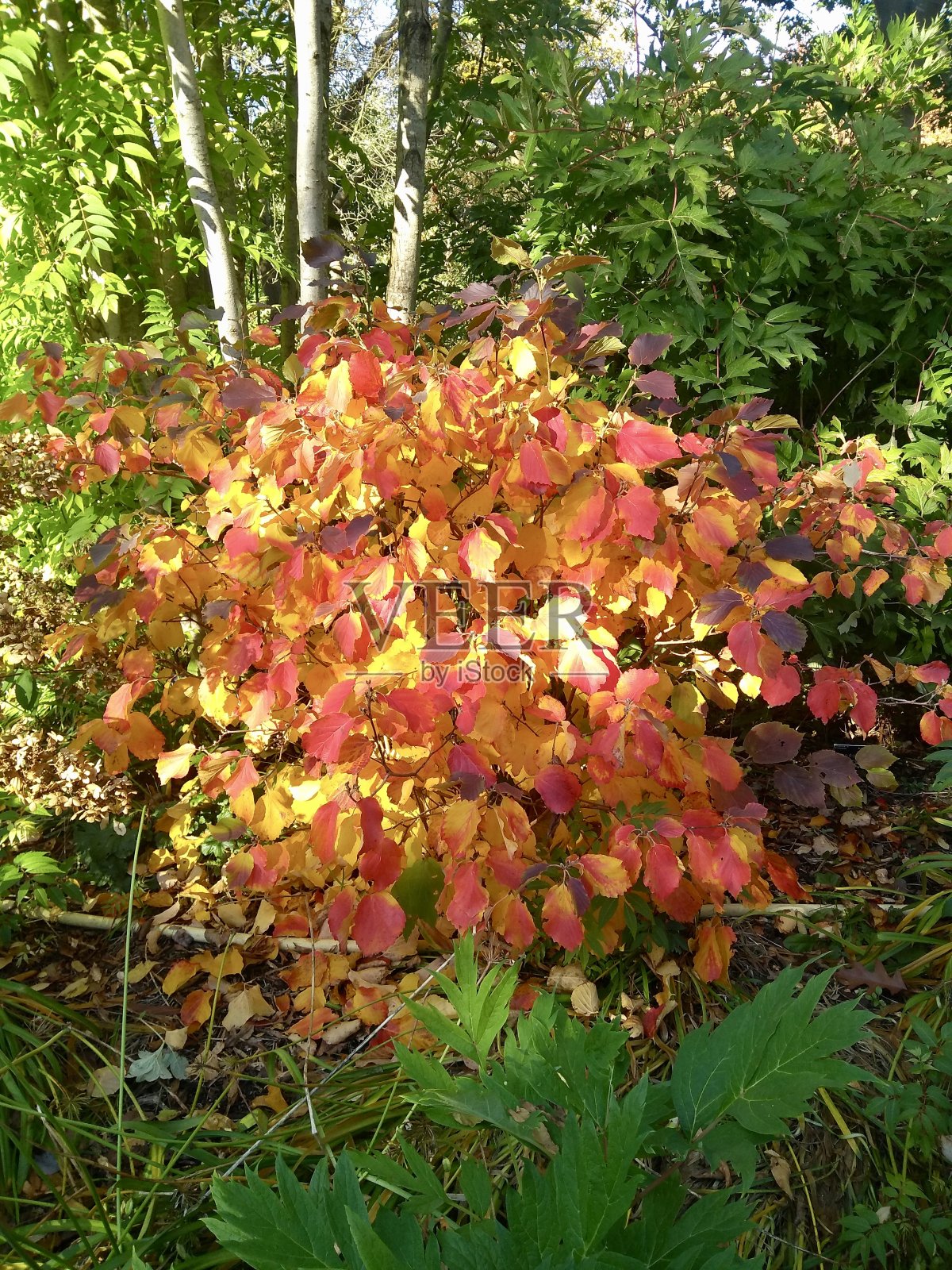 秋火红秋灌木照片摄影图片