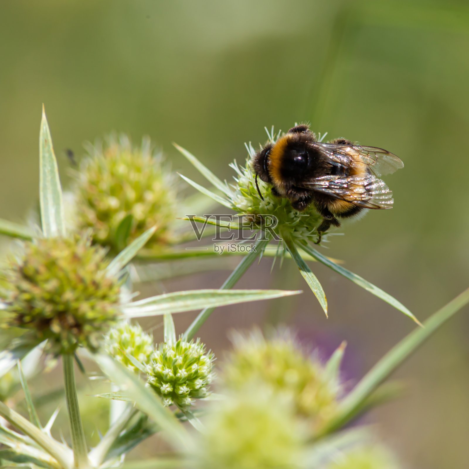 大黄蜂坐在鸢尾的树枝上,从一朵花上收集花粉照片摄影图片