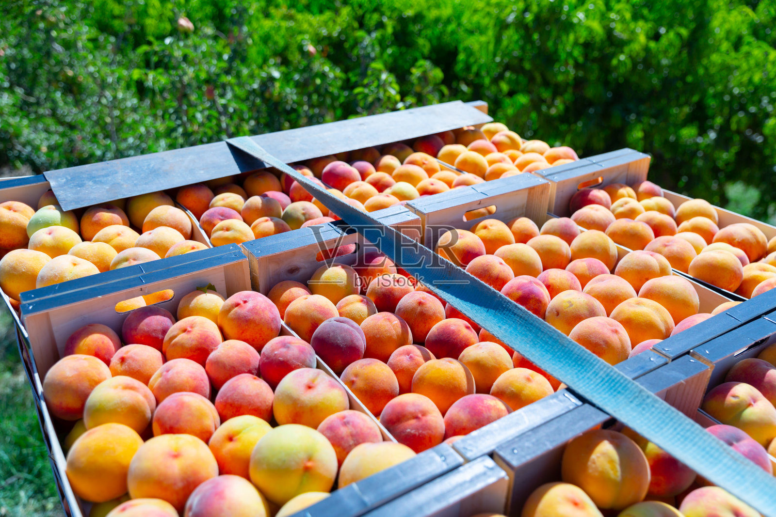 果园里装着新鲜采摘的桃子的盒子照片摄影图片
