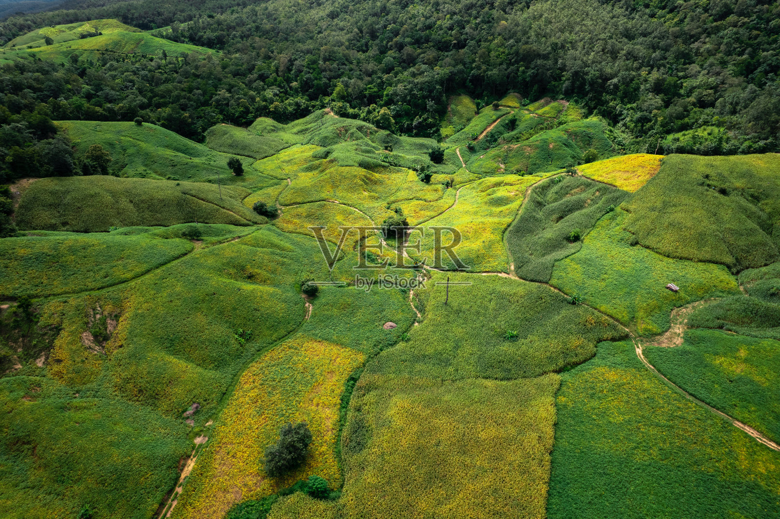 在晴朗的日子里,田野景色和绿色的田野照片摄影图片