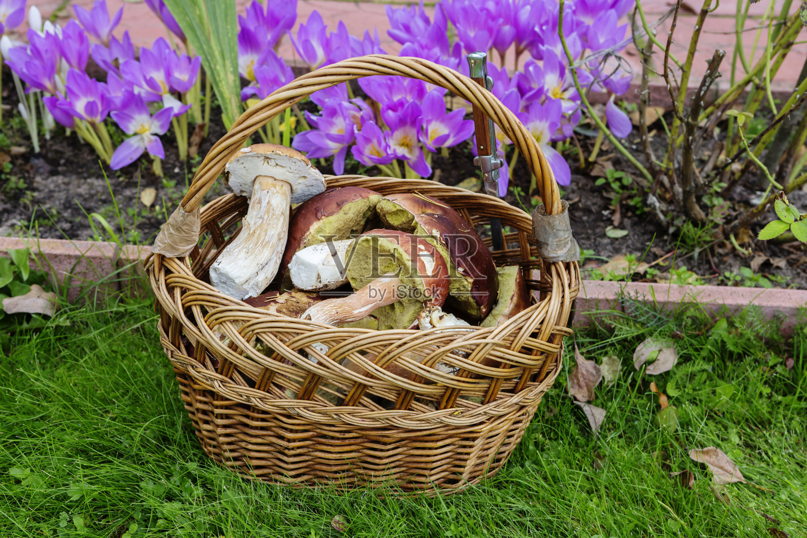 篮子与森林食用牛肝菌蘑菇。照片摄影图片