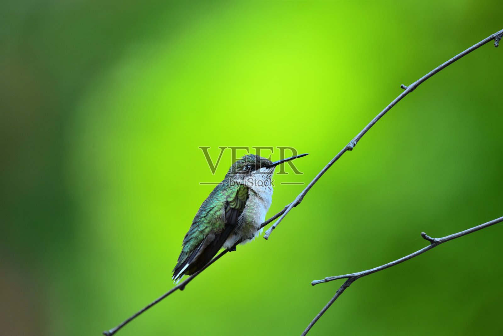 Ruby-throated蜂鸟栖息照片摄影图片