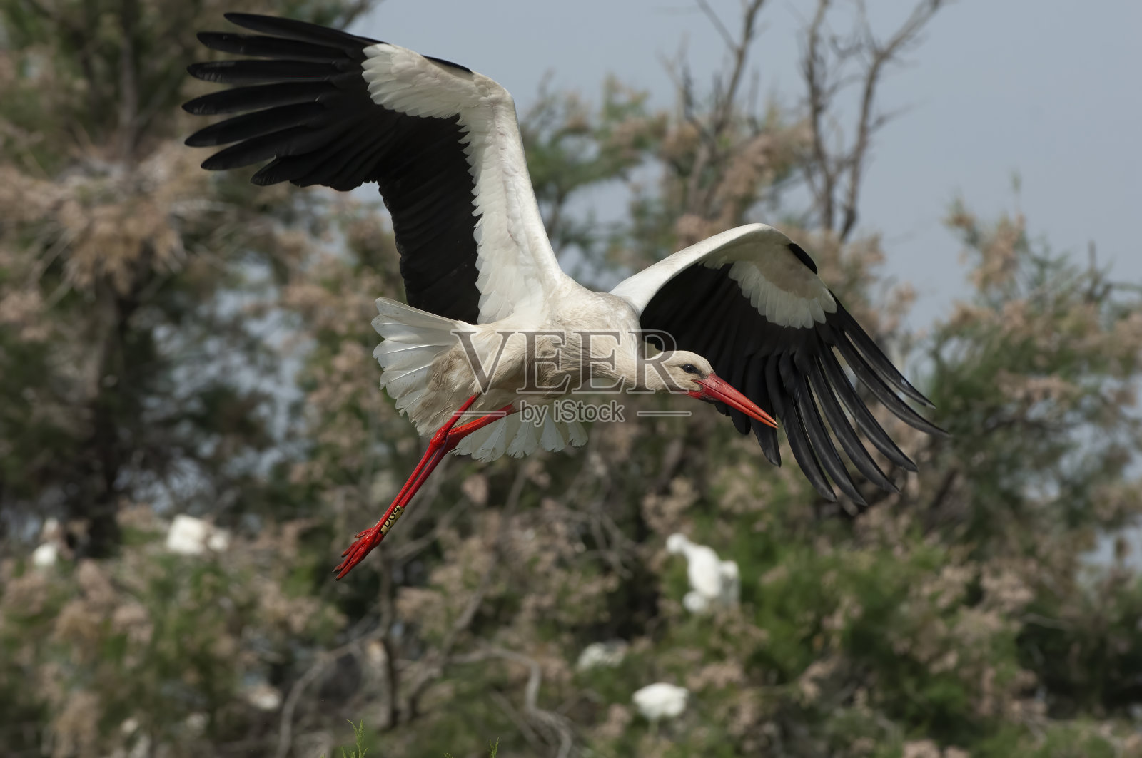 白色鹳飞照片摄影图片