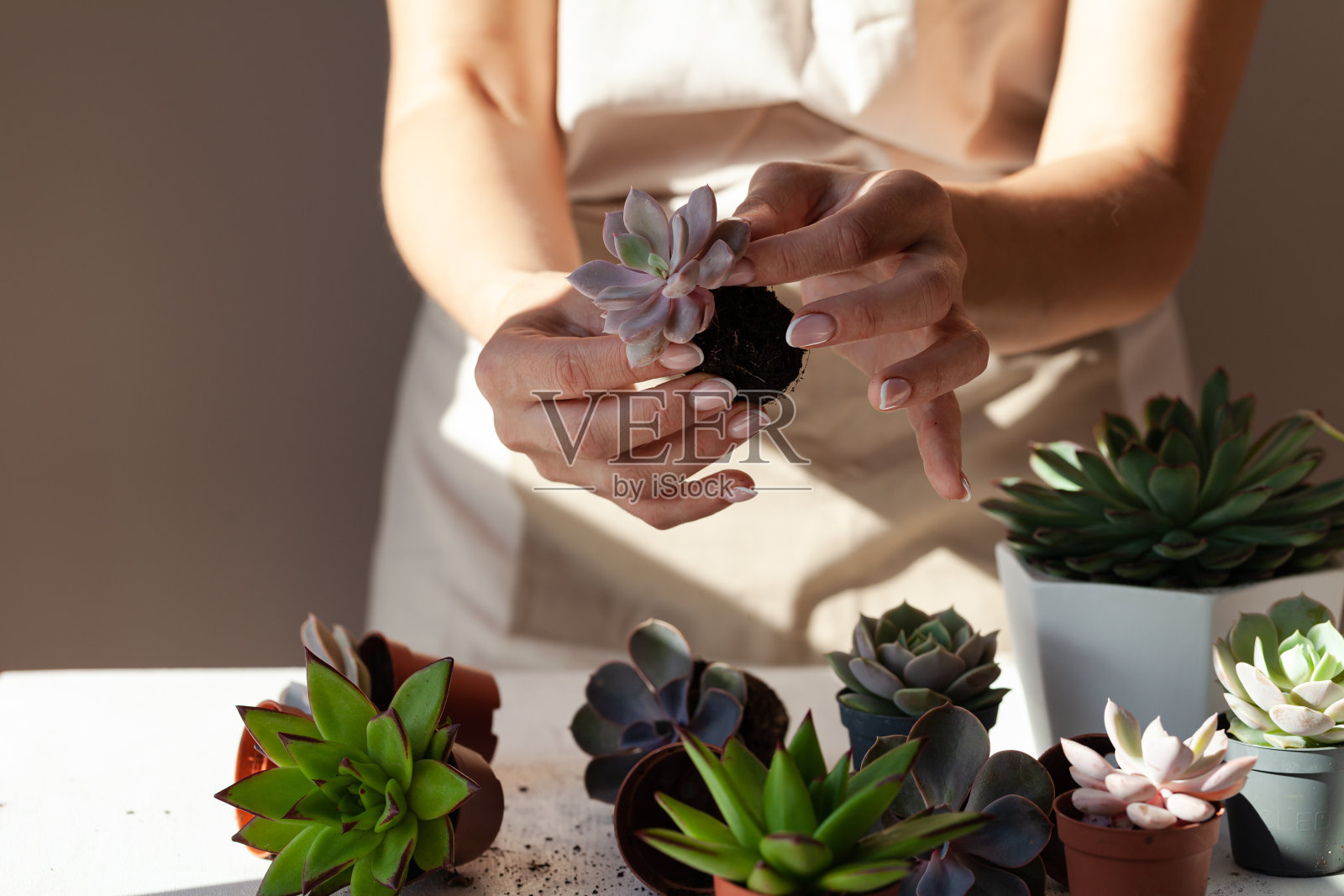 小女孩正在种植绿色多汁的月仙。家庭园艺的概念,室内植物,爱好,休闲。DIY花园,手工自然馈赠。白色背景,特写照片摄影图片