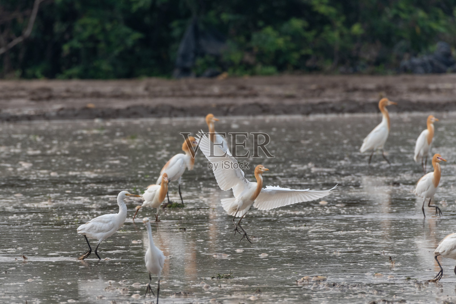牛鹭在田野里觅食、休息和飞翔照片摄影图片
