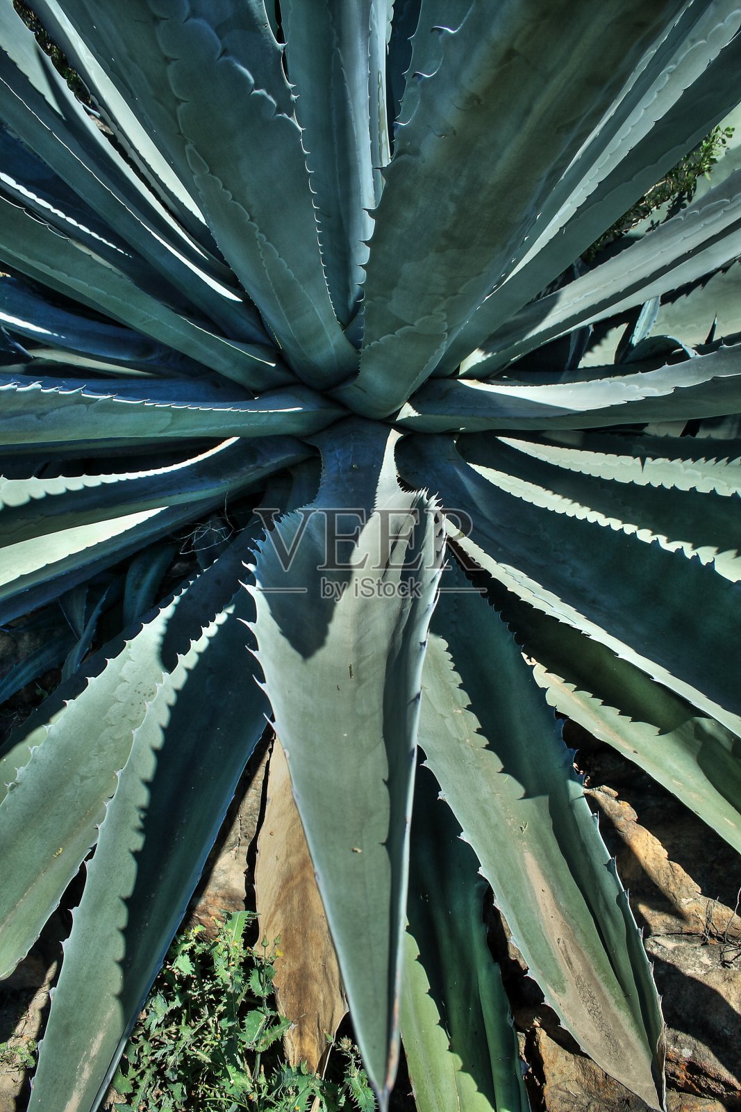 龙舌兰叶子照片摄影图片