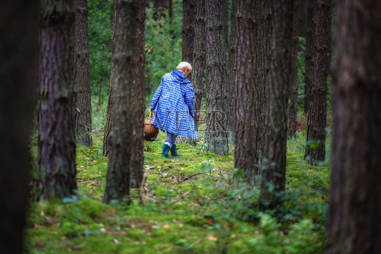 在波兰的森林里,一个穿着雨衣的妇女提着篮子在寻找蘑菇照片摄影图片