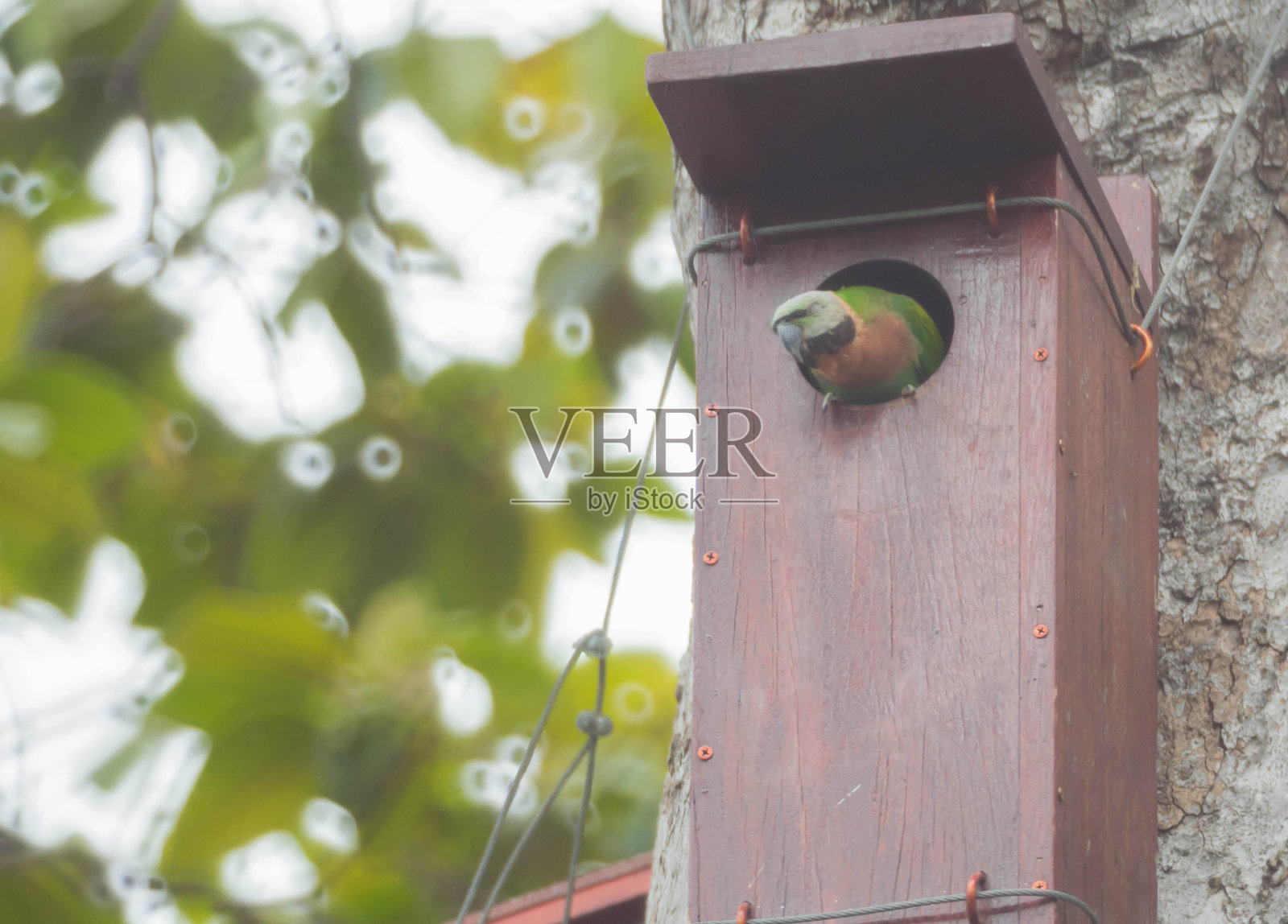 普西图拉·亚历山德里照片摄影图片