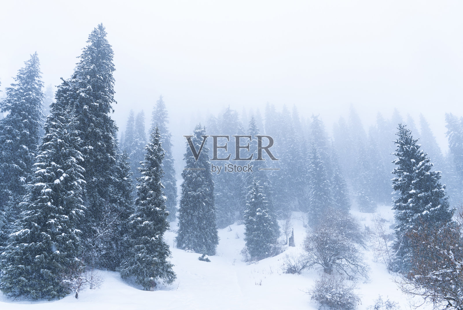 在冬天下雪和大雾的时候,山上的森林被雪覆盖。照片摄影图片