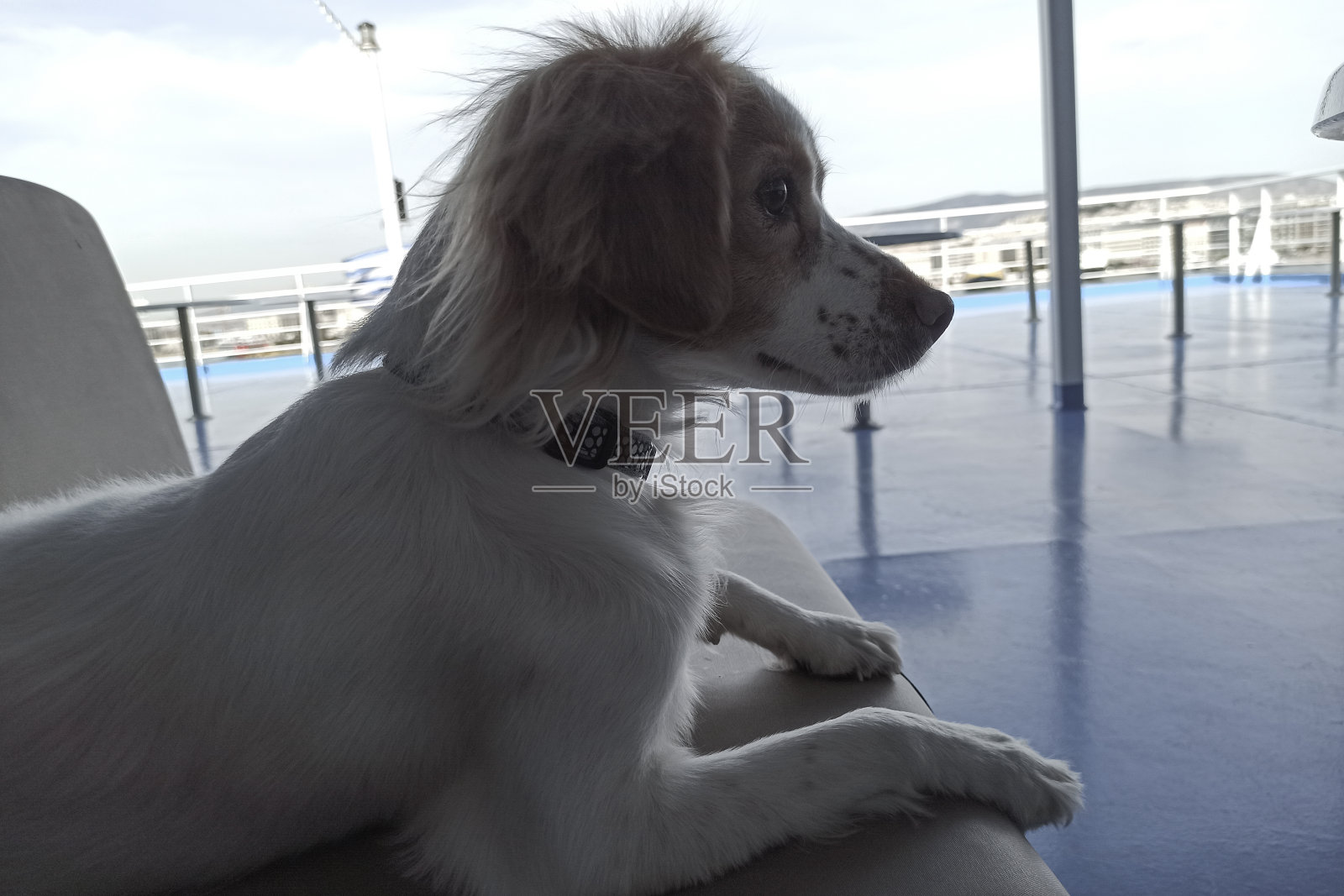 可爱和有趣的混合科科尼狗的照片照片摄影图片