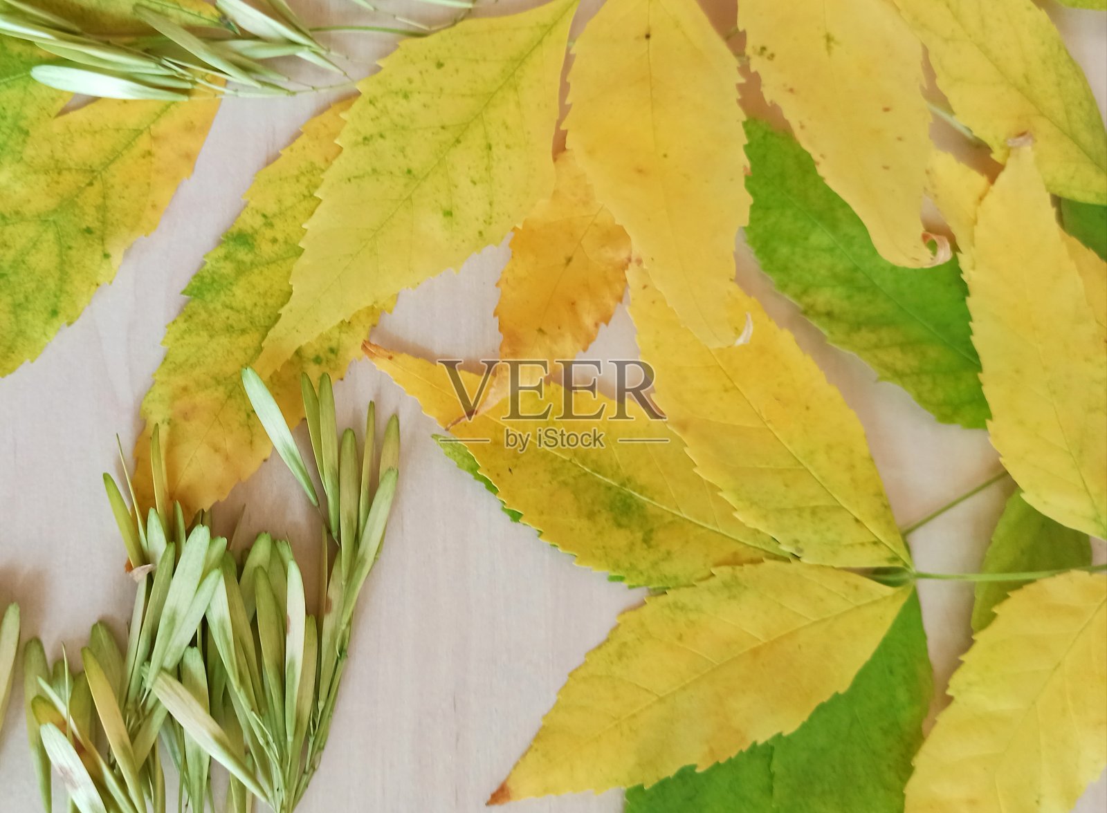 秋天收集美丽的树叶在一个轻的背景。秋天的壁纸。从以上观点。照片摄影图片