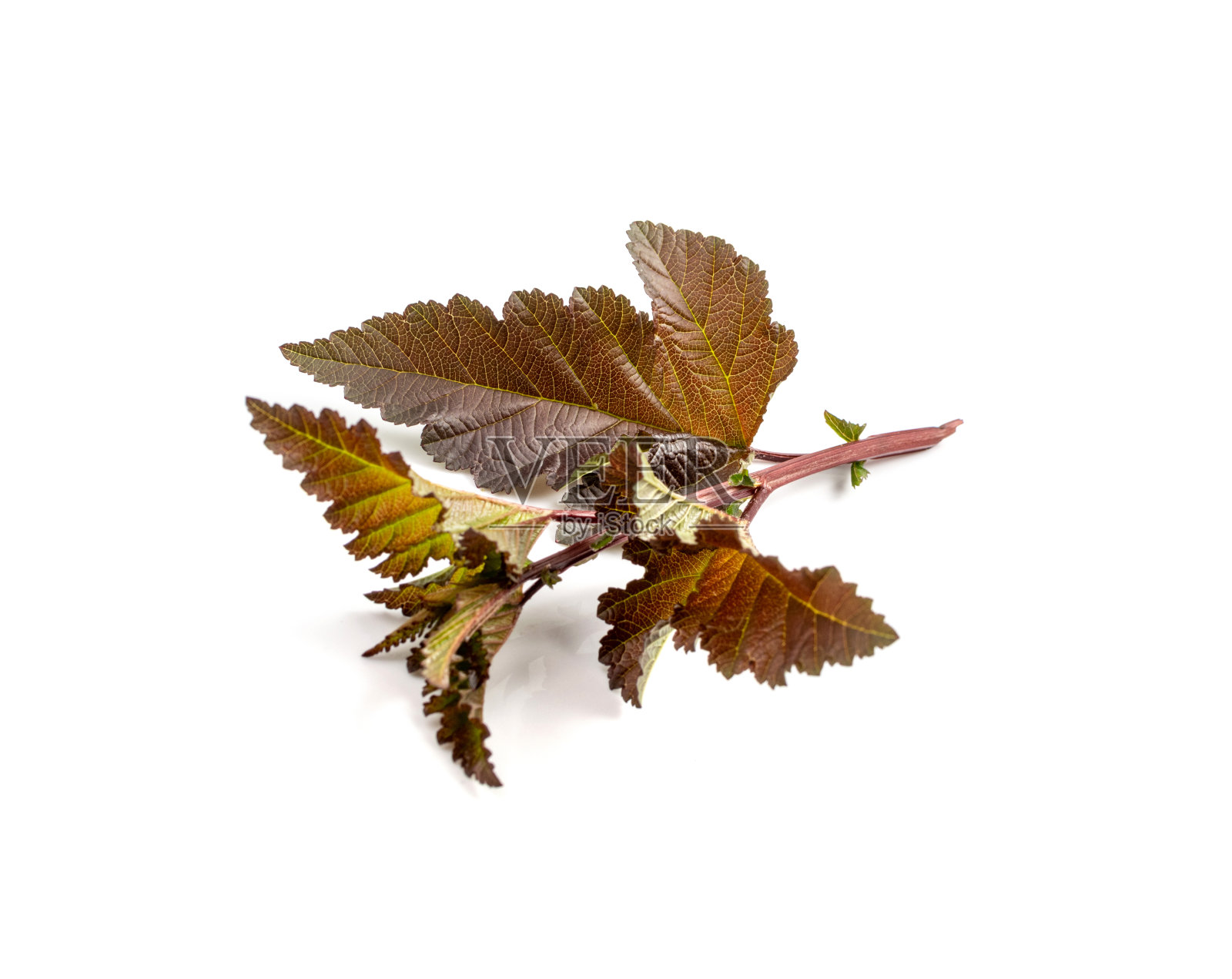 年轻的树枝孤立,春天的树枝在白色的背景照片摄影图片