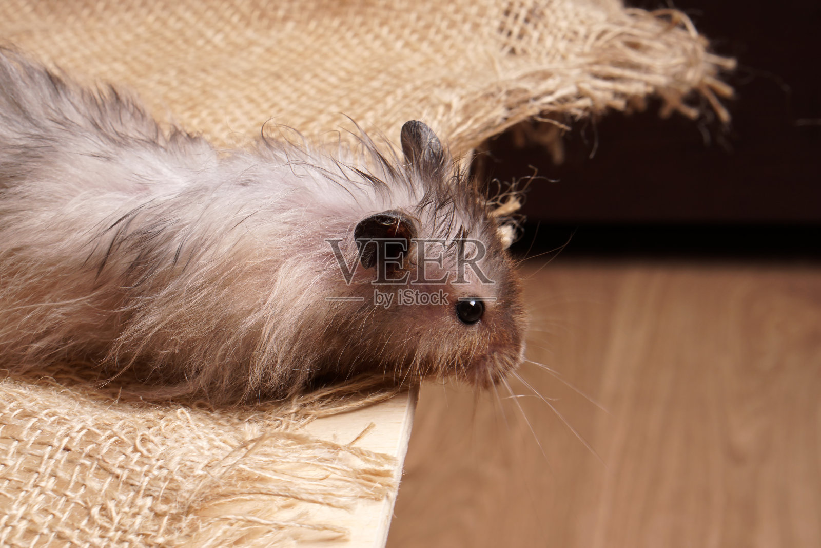 一头长发的叙利亚粗麻布从铺满粗麻布的桌子上往下看。照片摄影图片