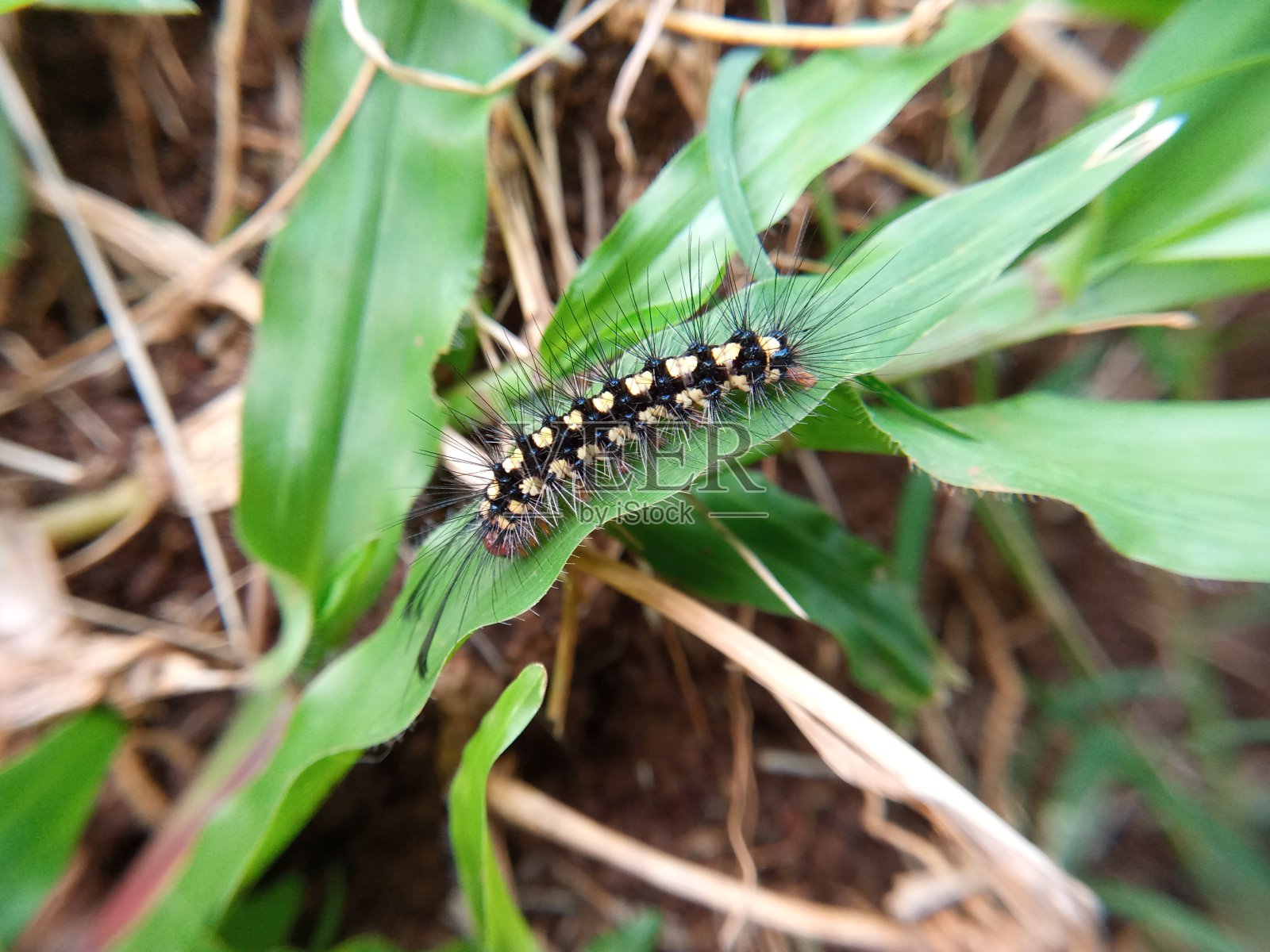 吃树叶的小毛毛虫照片摄影图片