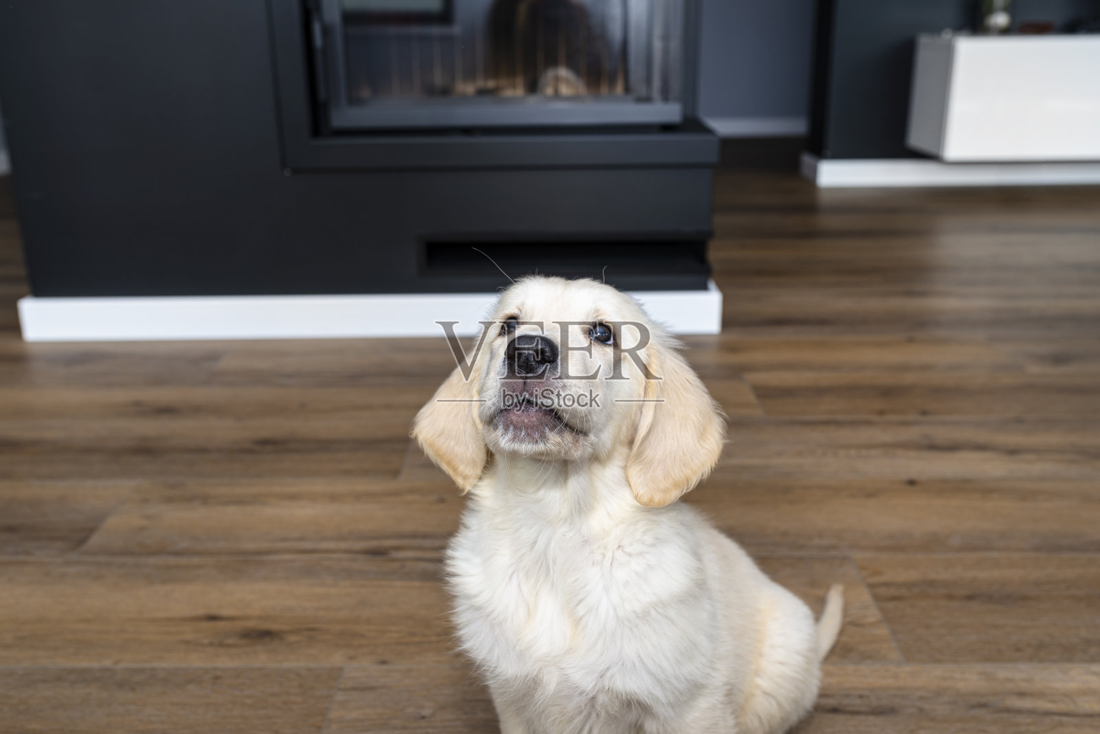 这只金毛寻回犬坐在房子客厅的现代乙烯基面板上,可以看到背景中的家具。照片摄影图片