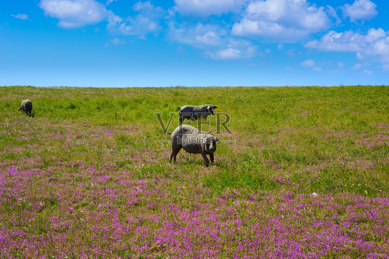 西班牙Dehesa的伊比利亚猪肉照片摄影图片