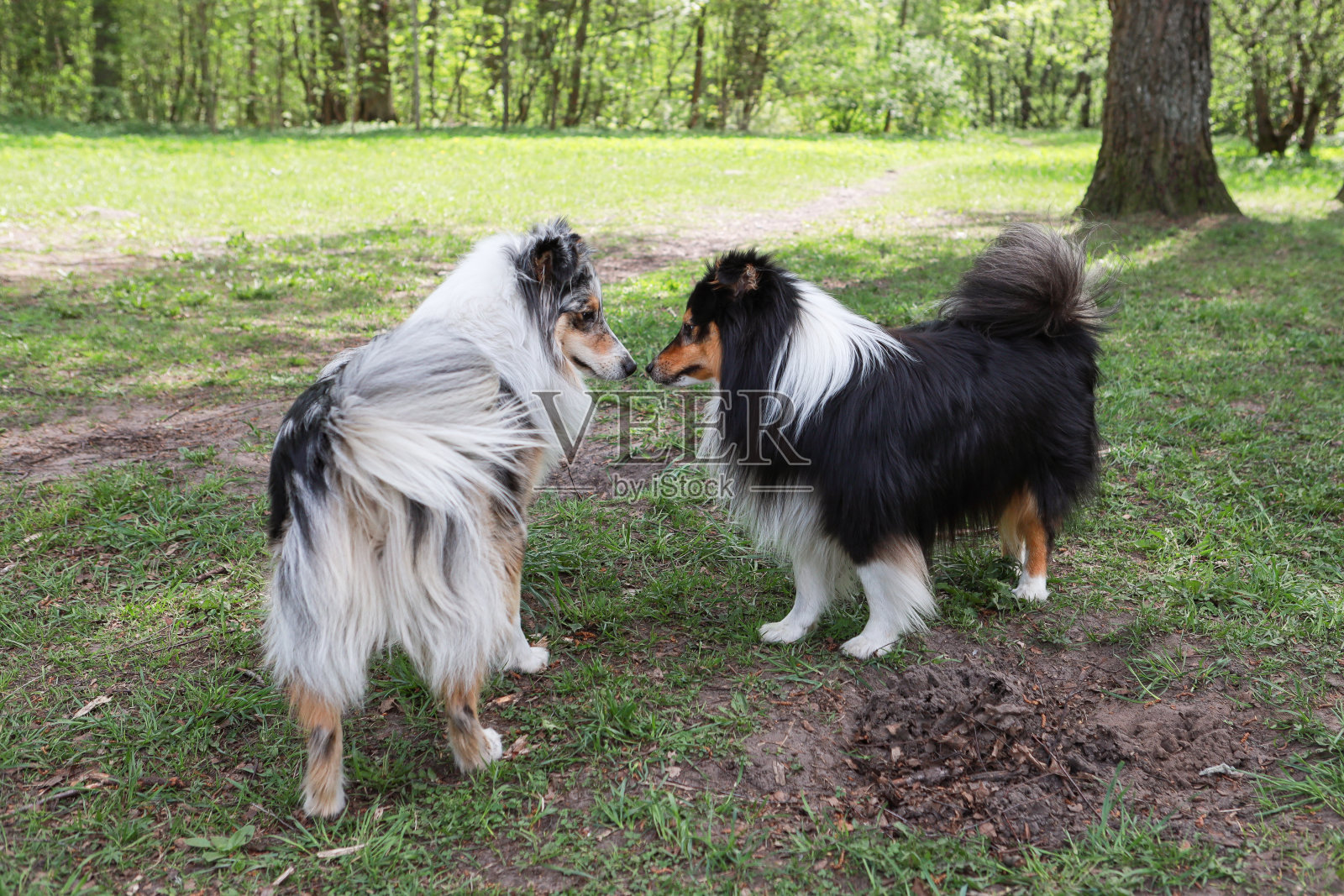 两只设得兰牧羊犬站在公园里互相嗅着对方。照片摄影图片
