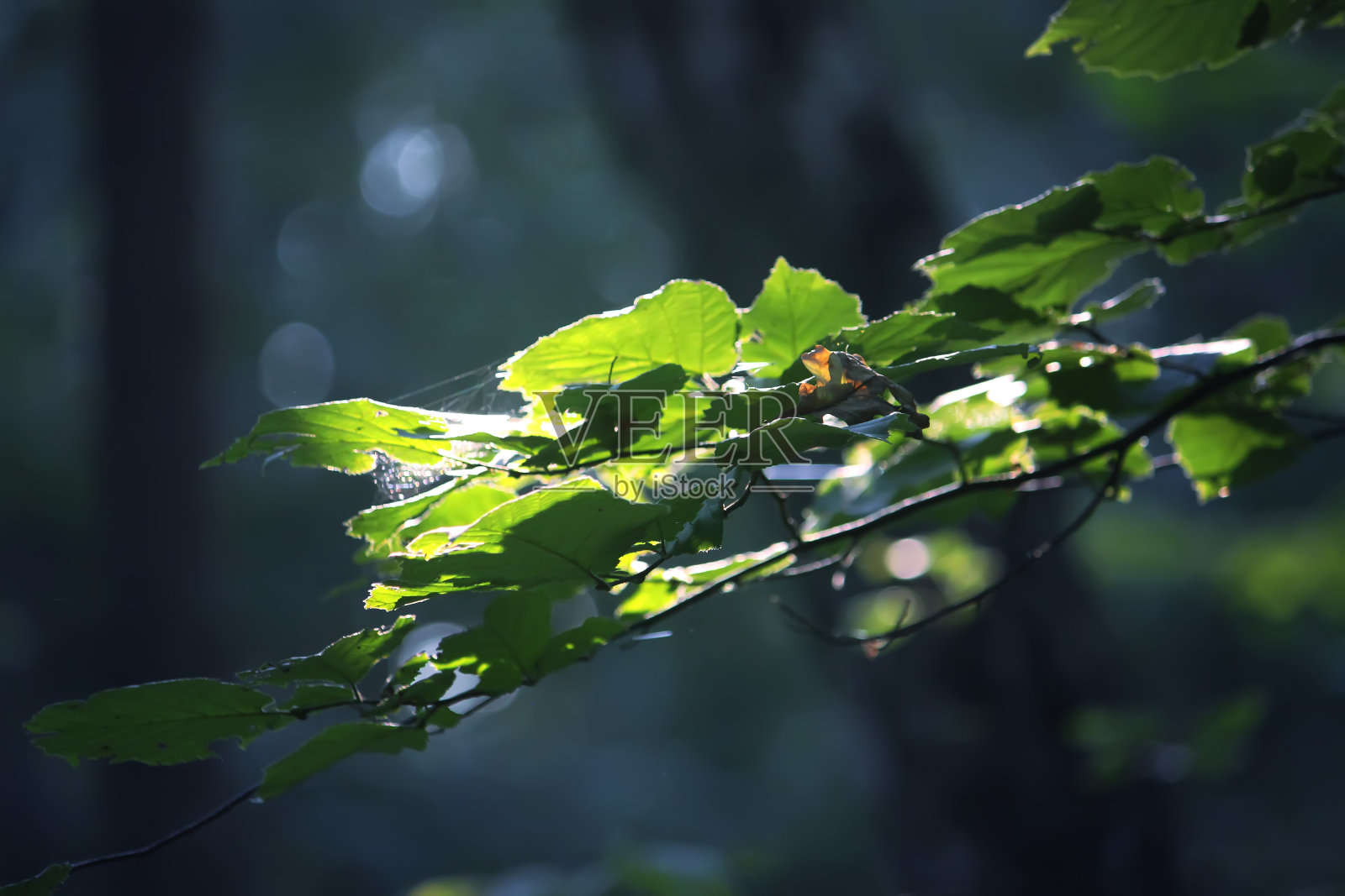夏日森林里阳光下的树枝。光和阴影。夏天自然细节。照片摄影图片