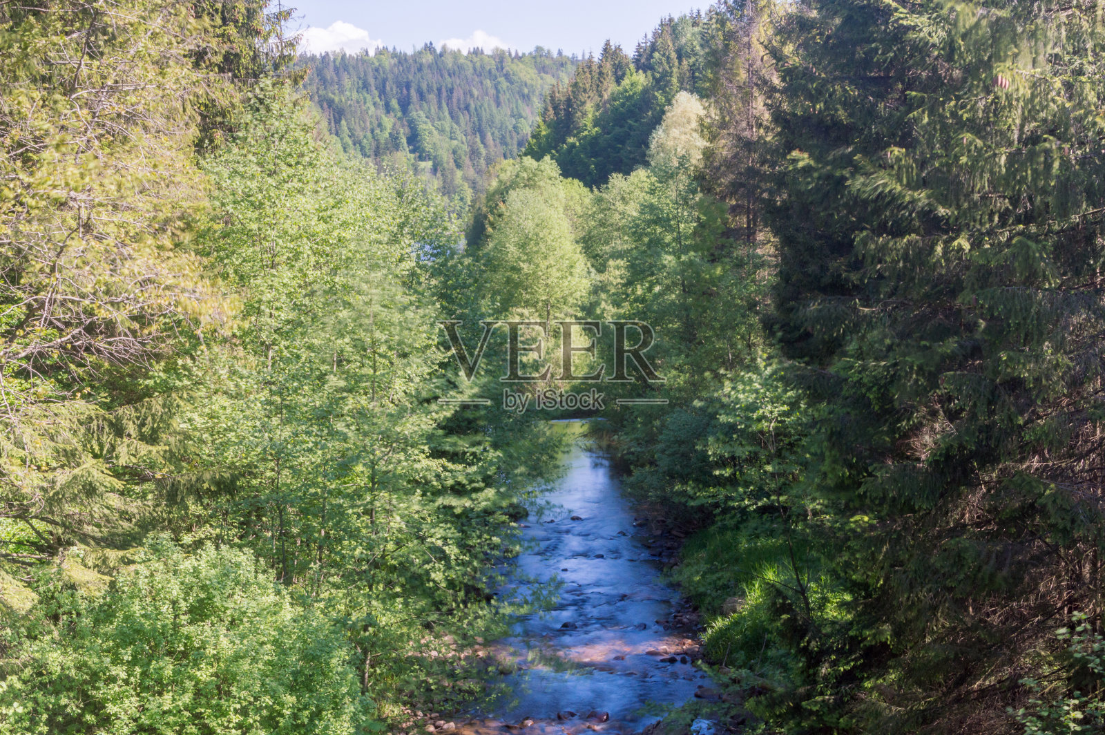 Czarna Wiselka小溪在树木之间。维斯瓦拉河的源头溪,在泽尼亚斯基湖附近。照片摄影图片