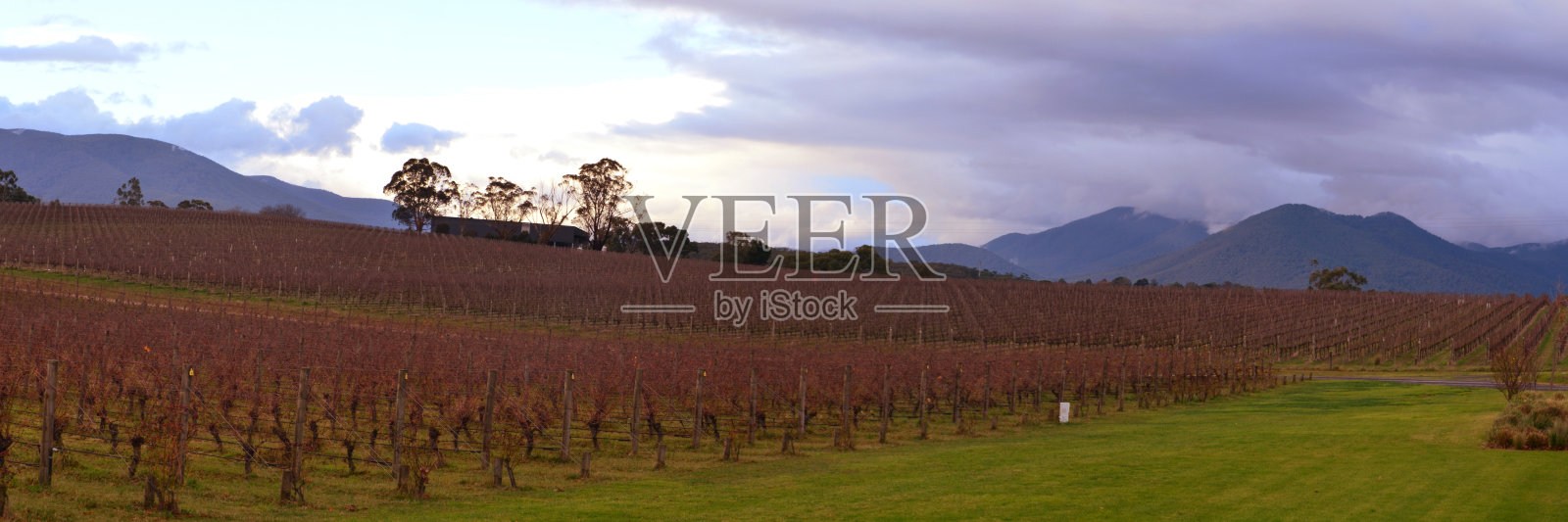 全景图-橡树岭葡萄园-维多利亚,澳大利亚照片摄影图片