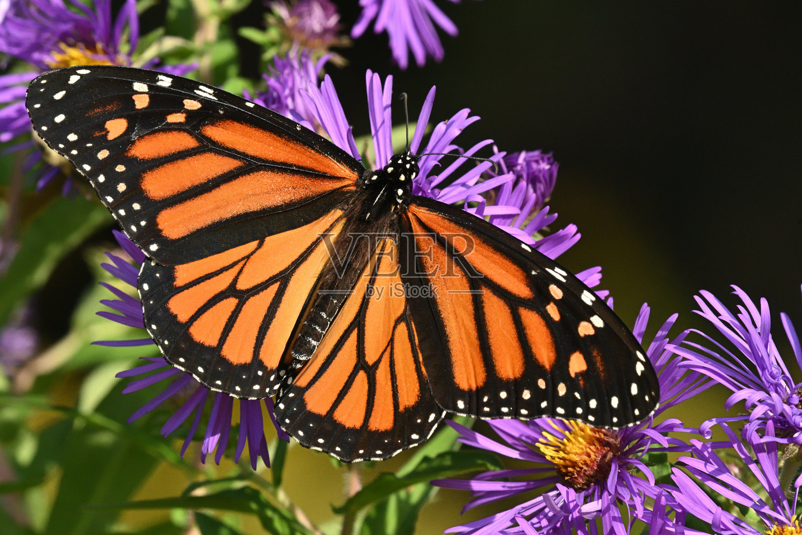 帝王蝶与张开翅膀的紫菀照片摄影图片