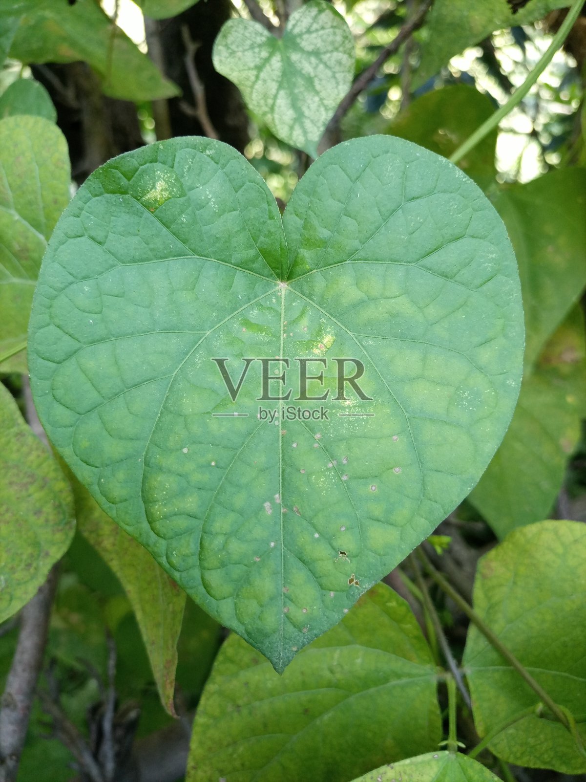 爱的叶子照片摄影图片