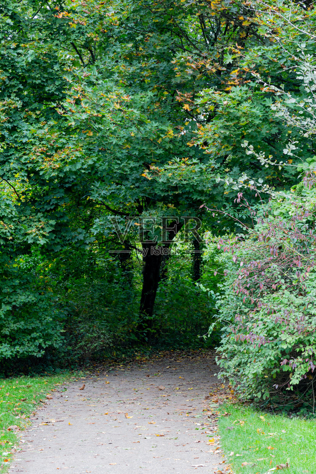 公园里的人行道和树木照片摄影图片