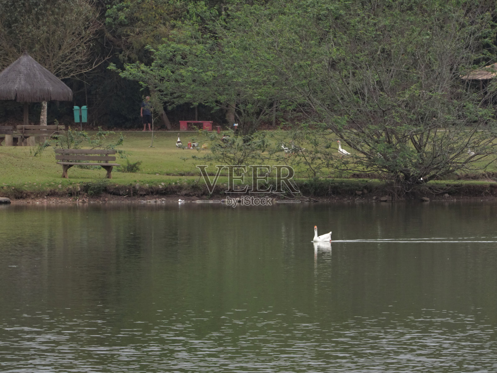 白天鹅轻轻地在碧绿的湖水中航行,岸边长满了草木。照片摄影图片