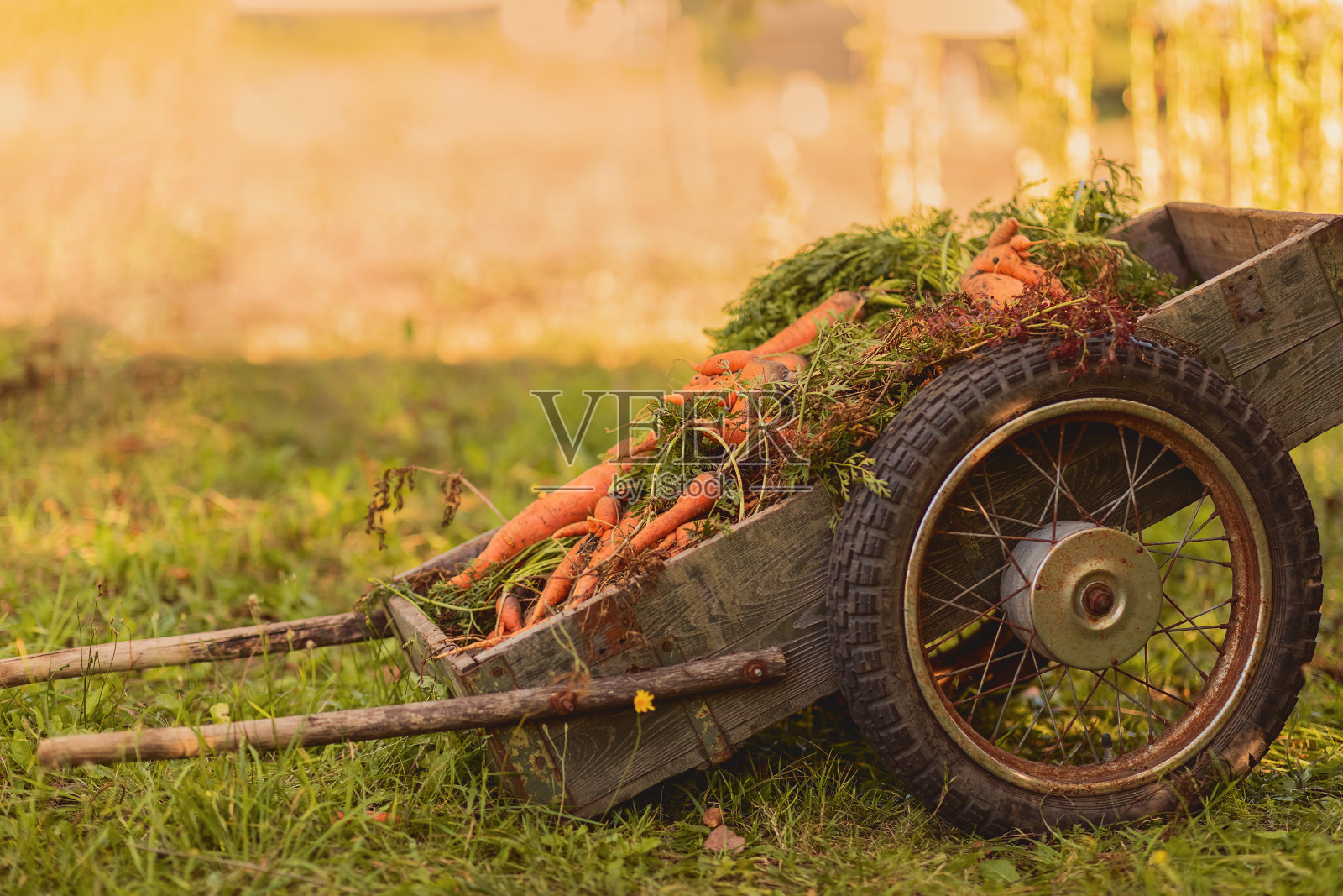 带着胡萝卜的木制轮子车。收获,秋天的概念。蔬菜、花园独轮手推车。照片摄影图片