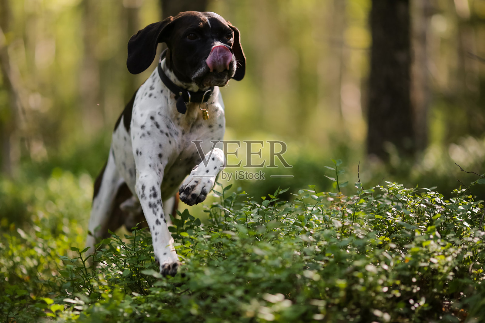 狗英语指针照片摄影图片