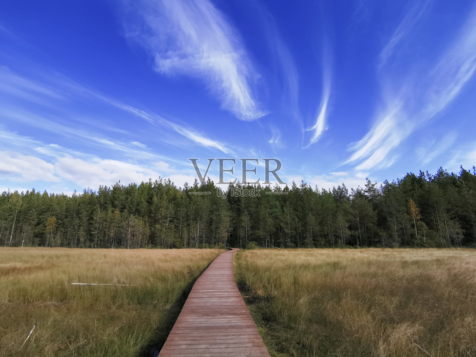 一层棕色的木板,铺在长满黄草的沼泽地上,通向森林,映衬着美丽的天空和白云。照片摄影图片