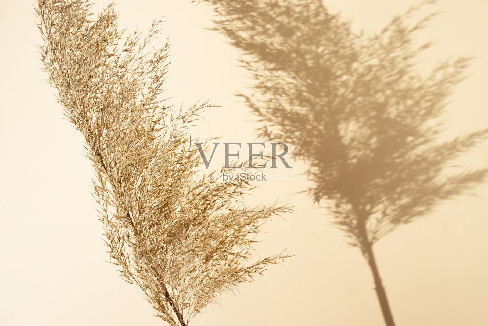 草原上干枯的芦苇在米色的背景上投下阴影。单色的概念。平铺,俯视图,复制空间。照片摄影图片