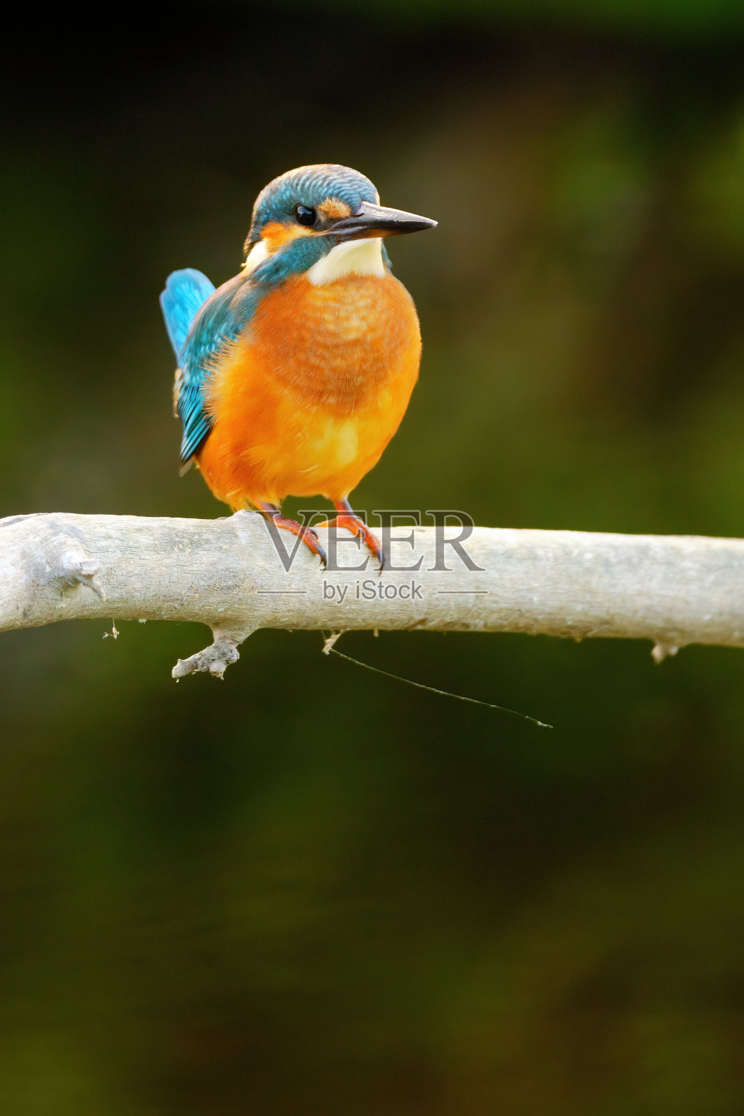 栖息在河上的普通翠鸟照片摄影图片