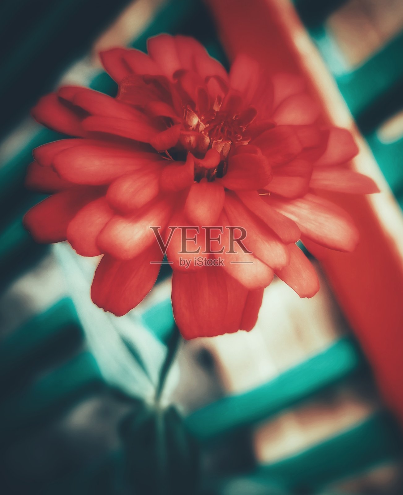 明亮的红玫瑰照片摄影图片