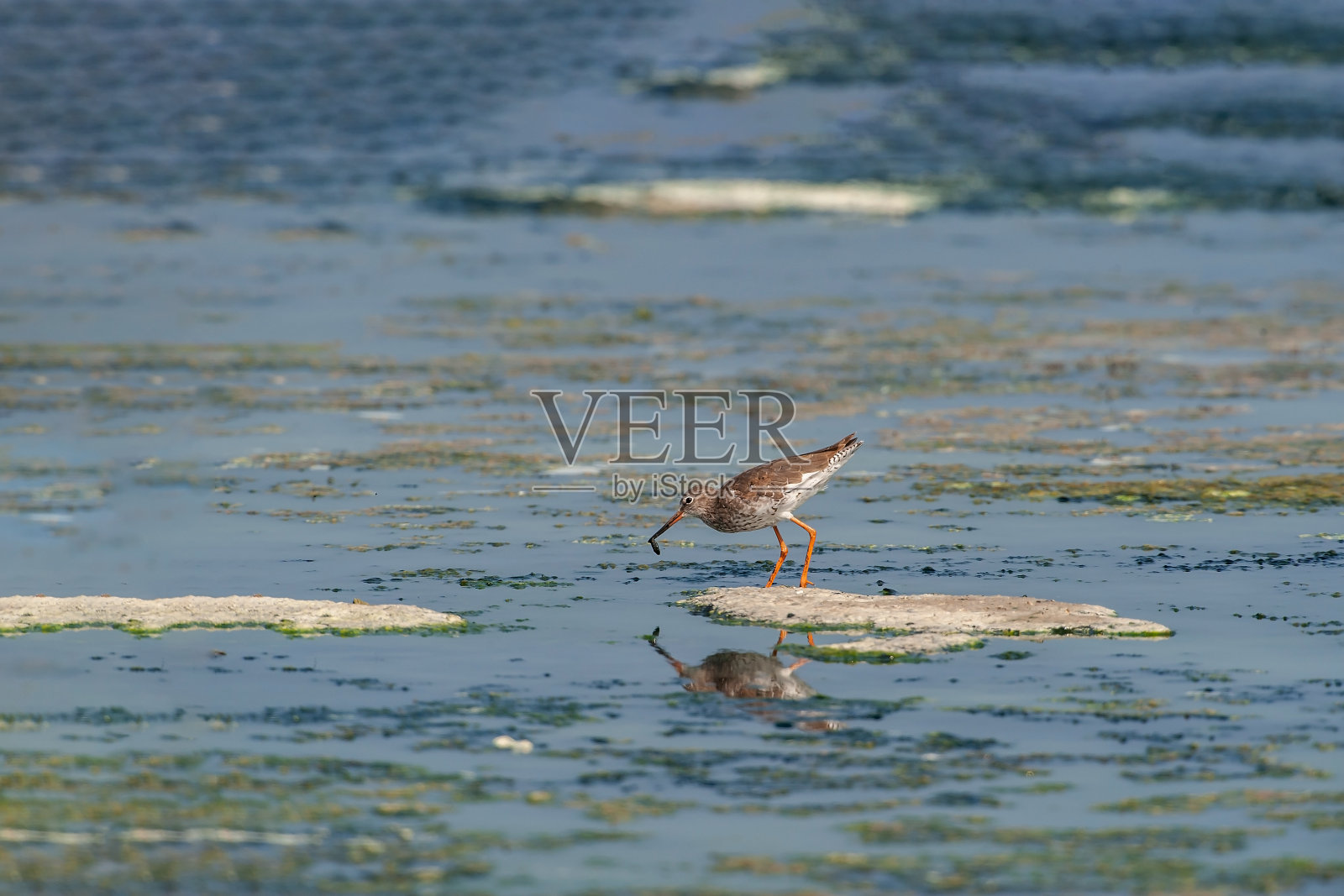 常见的青足鹬照片摄影图片