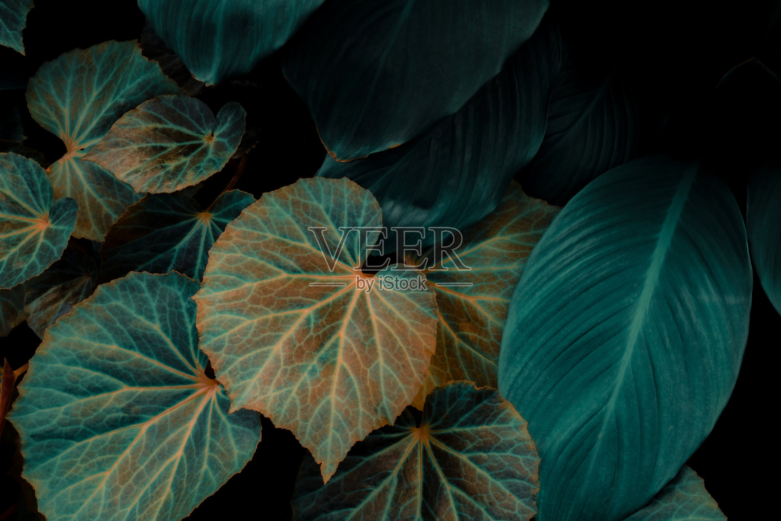 摘要绿叶纹理,自然背景,热带叶照片摄影图片