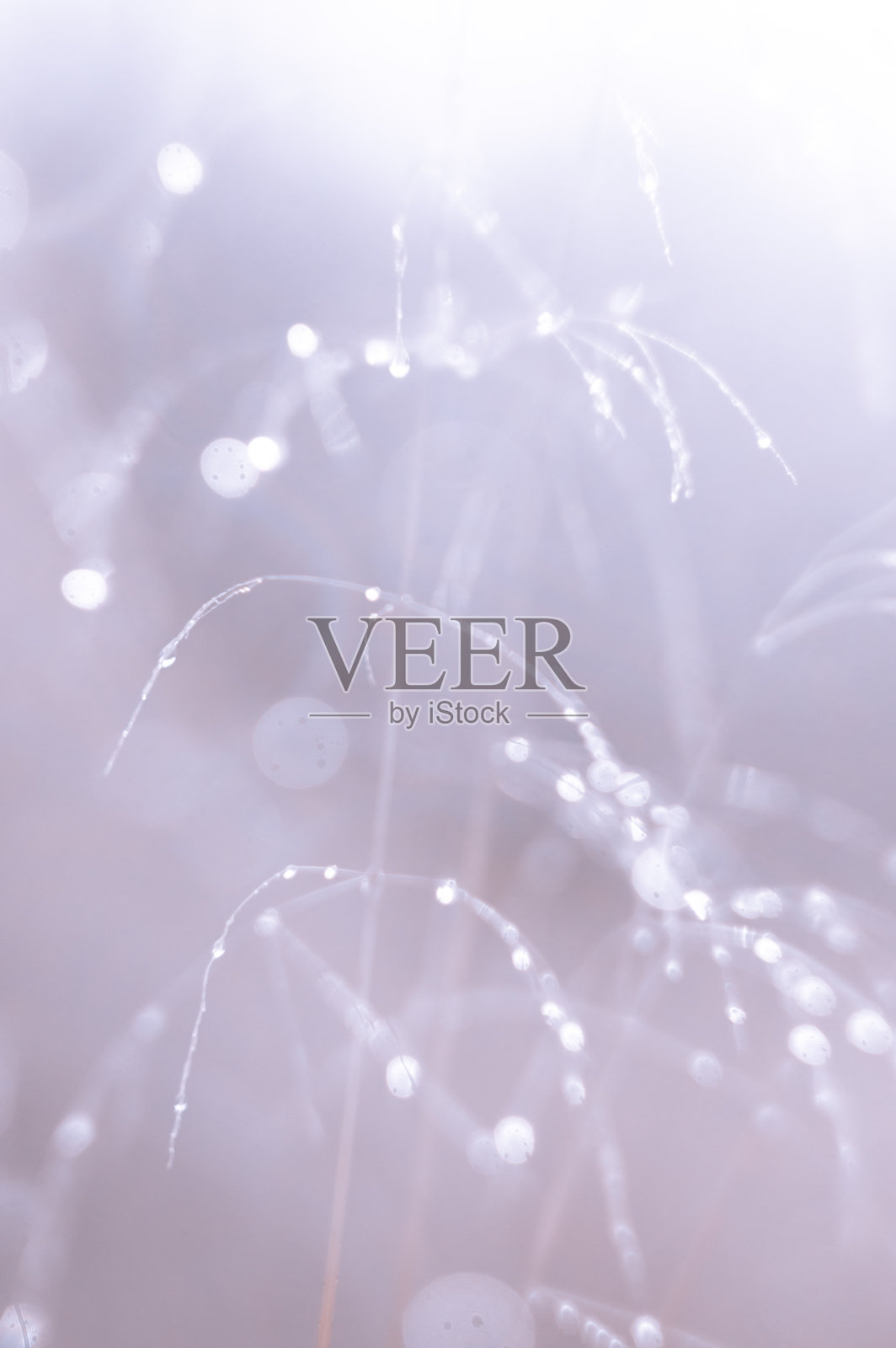 野外植物照片摄影图片