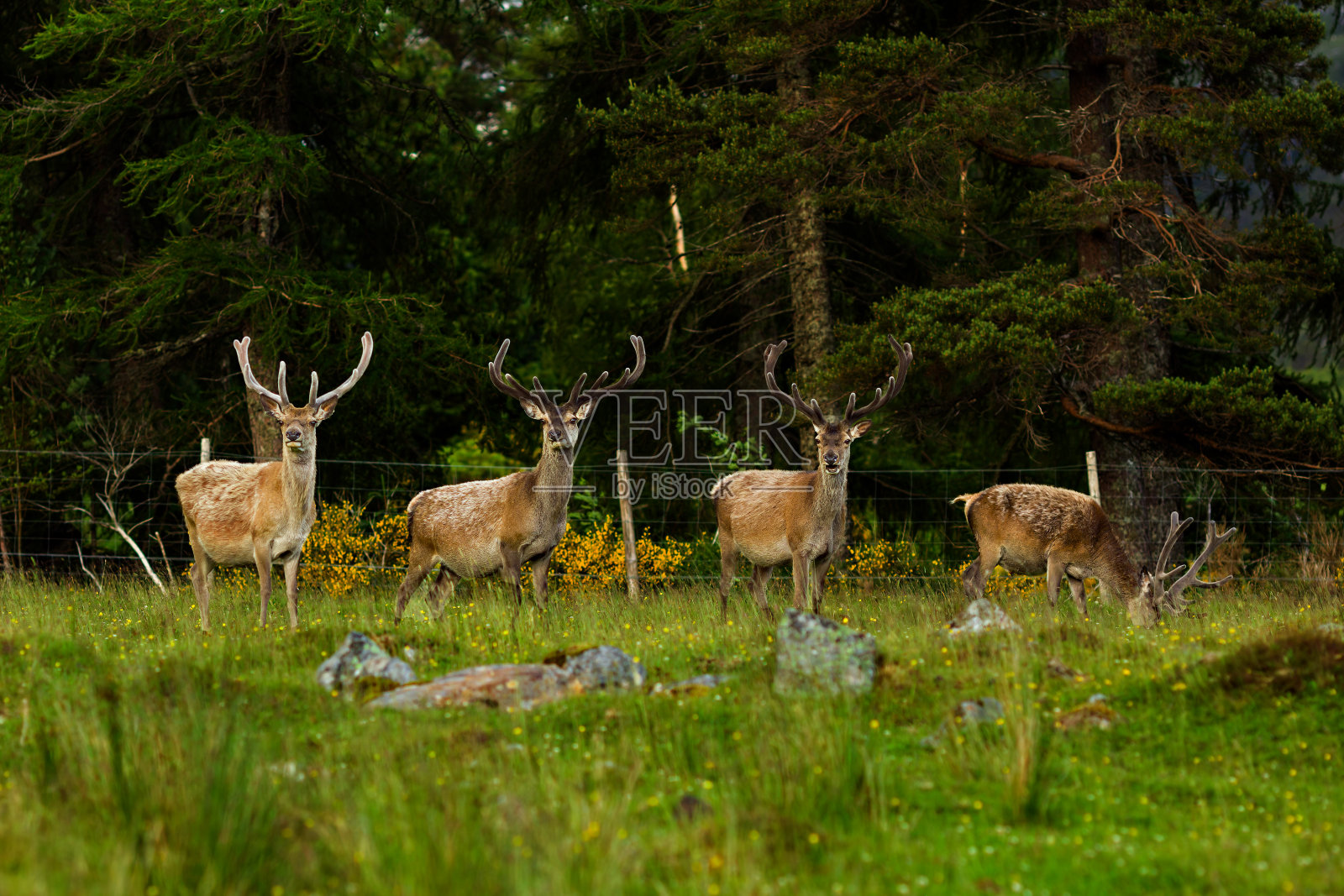 苏格兰的四只红鹿照片摄影图片
