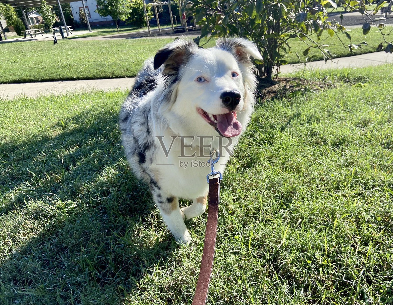 快乐的澳大利亚牧羊犬在散步照片摄影图片