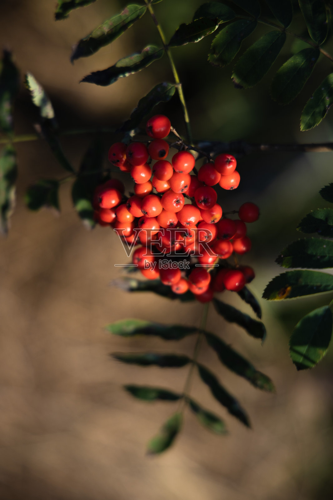 红色的花楸树浆果与绿色的叶子,山灰,花楸照片摄影图片