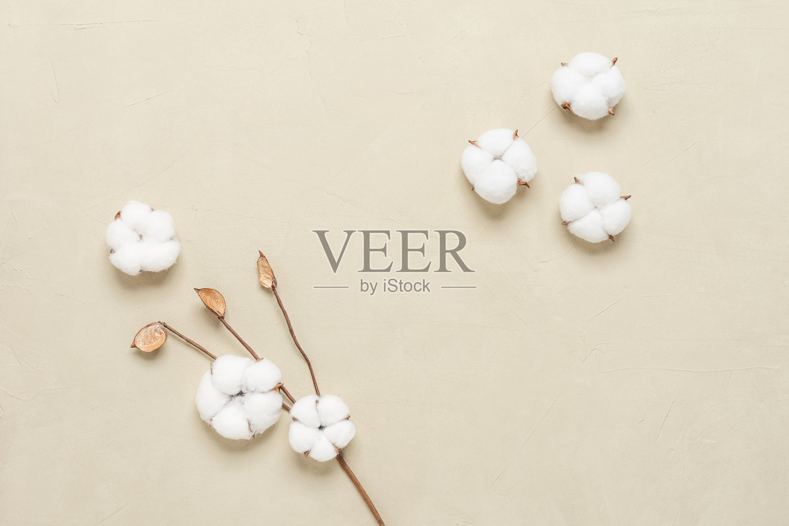 米色混凝土背景上的棉花花。花组成。俯视图,平铺,复制空间。照片摄影图片